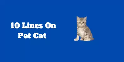 10 Lines On Pet Cat In English