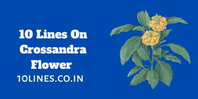 10 Lines On Crossandra Flower In English