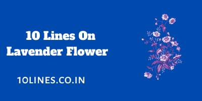 10 Lines On Lavender Flower In English For Children And Students 10 Lines On Lavender Flower In English