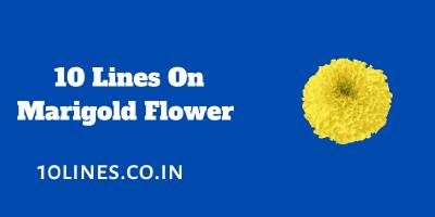 10 Lines On Marigold Flower In English