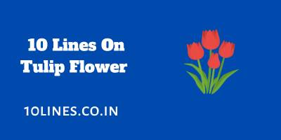 10 Lines On Tulip Flower In English