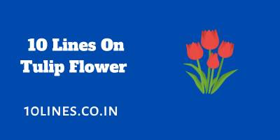 10 Lines On Tulip Flower In English For Children And Students 10 Lines On Tulip Flower In English