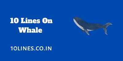 10 Lines On Whale In English For Children And Students 10 Lines On Whale In English