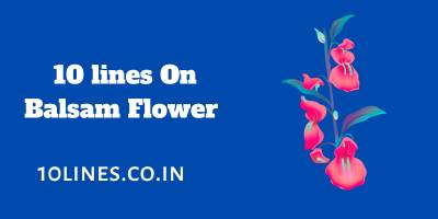 10 lines On Balsam Flower In English